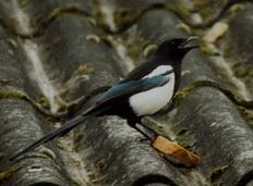 La Pie bavarde, et souvent voleuse car très attirée par tous ce qui brille, j'en ai vu une, un jour partir avec un papier d'alu venant d'un paquet de cigarettes, très commune partout en France, Vue à Pontault.